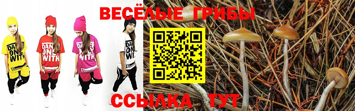 Галлюциногенные грибы Psilocybe Россия
